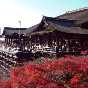 Japanese Sakura Trails: Cherry Blossoms