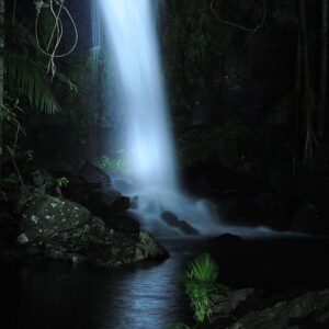 Brisbane Discoverer: River City & Subtropical Life