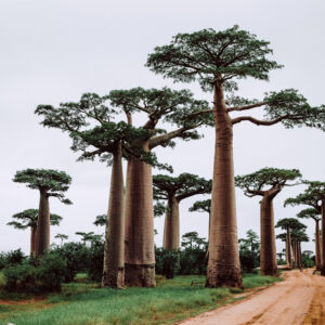 Magical Madagascar: Wildlife, Lemurs