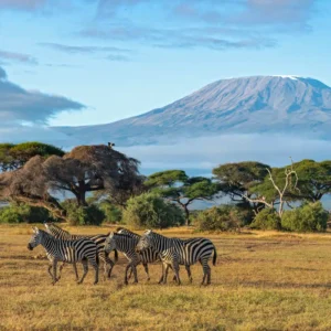 Kenya Calling: Safari Dreams & Maasai