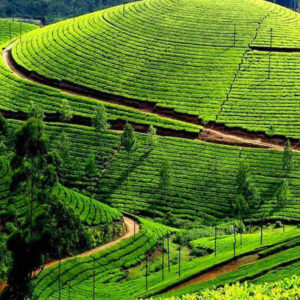 Mist & Mangroves: Munnar to Alleppey