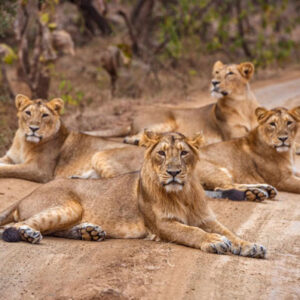 Into the Wild: Gir National Park